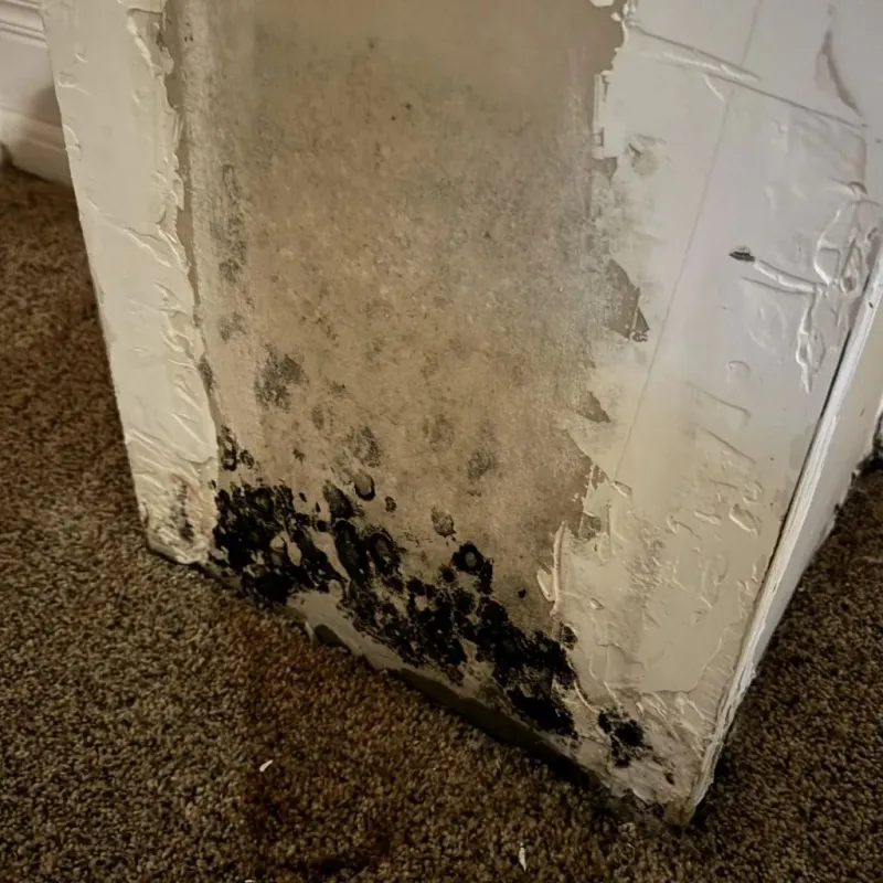 Professional Mold Removal in Smith County, TN